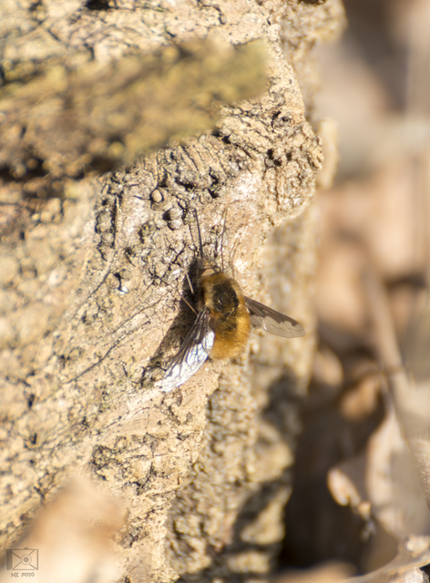 Bombylius major - szegélyes pöszörlégy