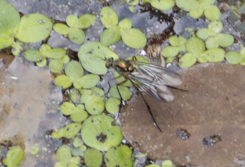 Dolichopodidae - szúnyoglábú legyek