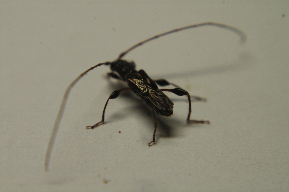 Molorchus minor - kis légycincér