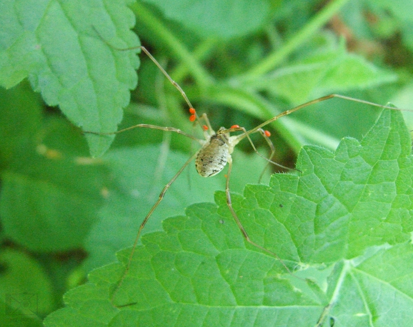 Opiliones - Kaszáspókok