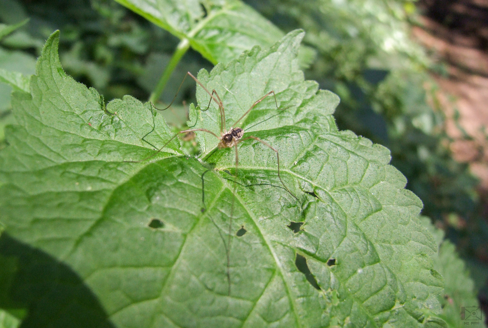 Mitopus morio