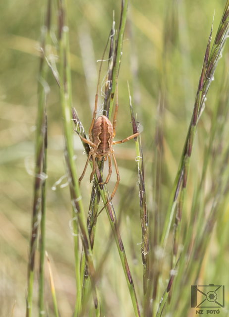 Opiliones - Kaszáspókok