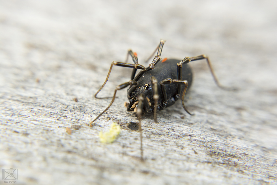 Egaenus convexus