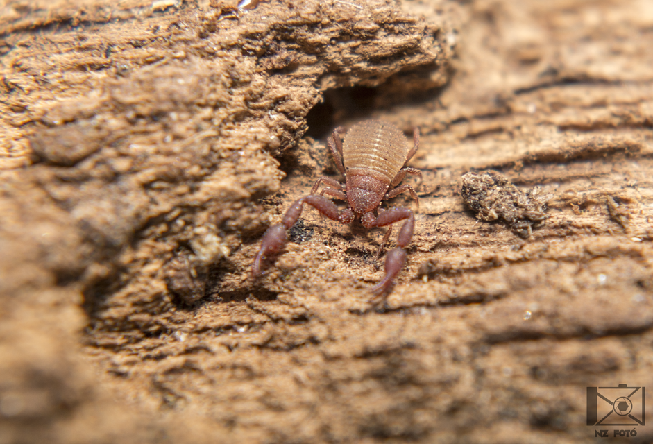 Pseudoscorpionida - Álskorpiók