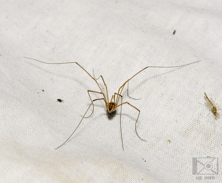Opiliones - Kaszáspókok
