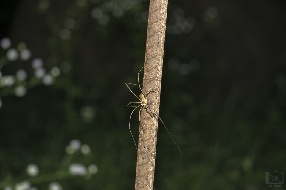 Opiliones - Kaszáspókok