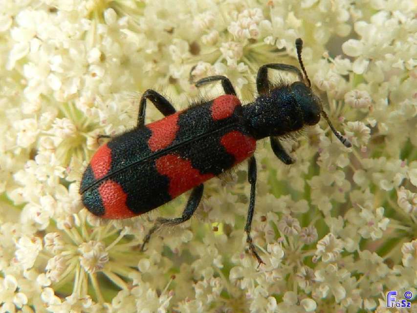 Trichodes favarius - hatfoltos méhészbogár