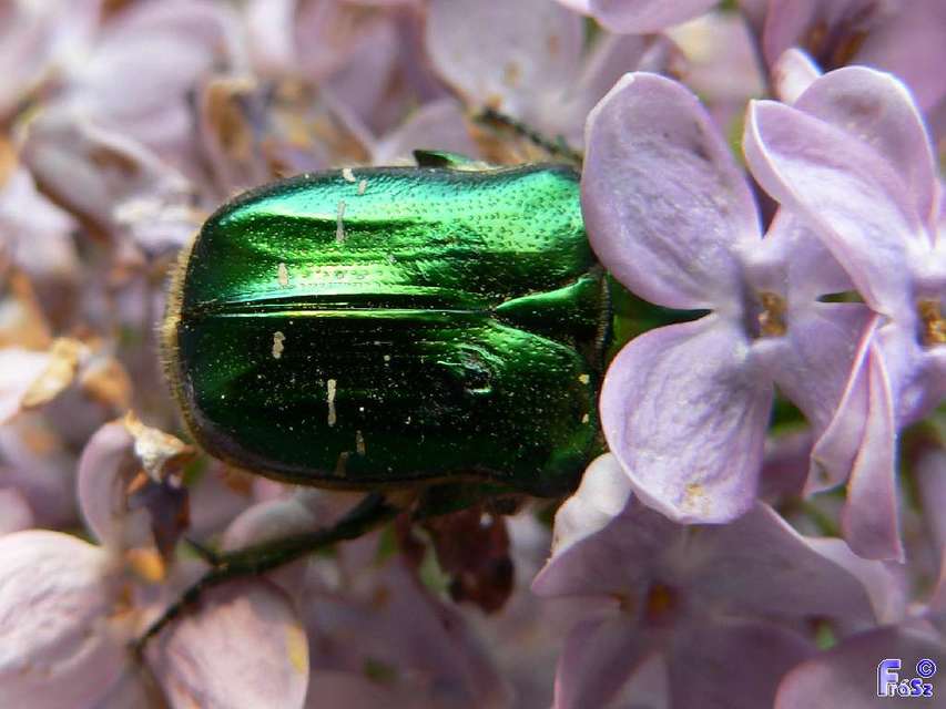 Cetonia aurata - aranyos virágbogár