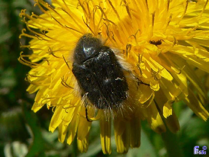 Tropinota hirta - bundás virágbogár