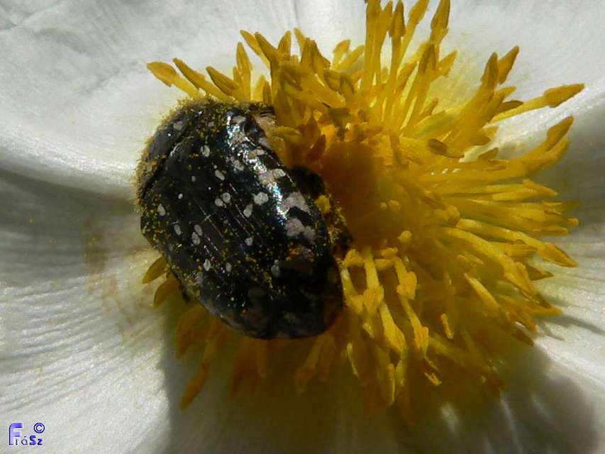 Oxythyrea funesta - sokpettyes virágbogár