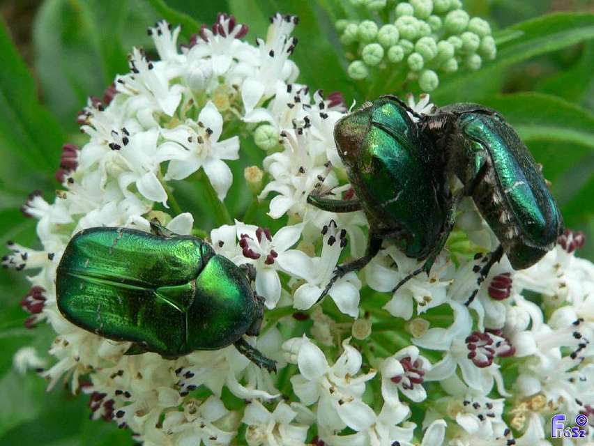 Cetonia aurata - aranyos virágbogár