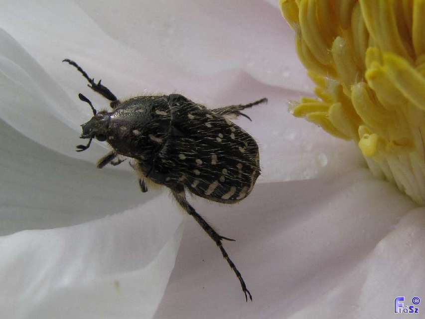 Oxythyrea funesta - sokpettyes virágbogár
