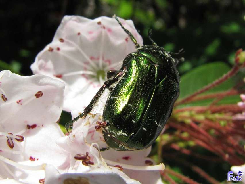 Cetonia aurata - aranyos virágbogár
