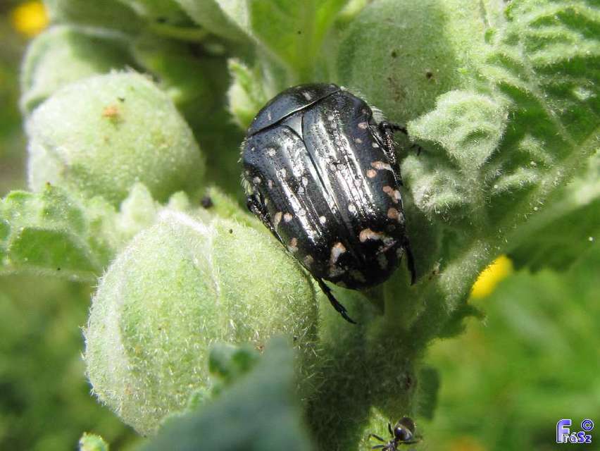Oxythyrea funesta - sokpettyes virágbogár
