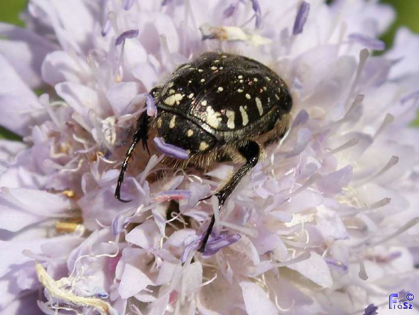 Oxythyrea funesta - sokpettyes virágbogár