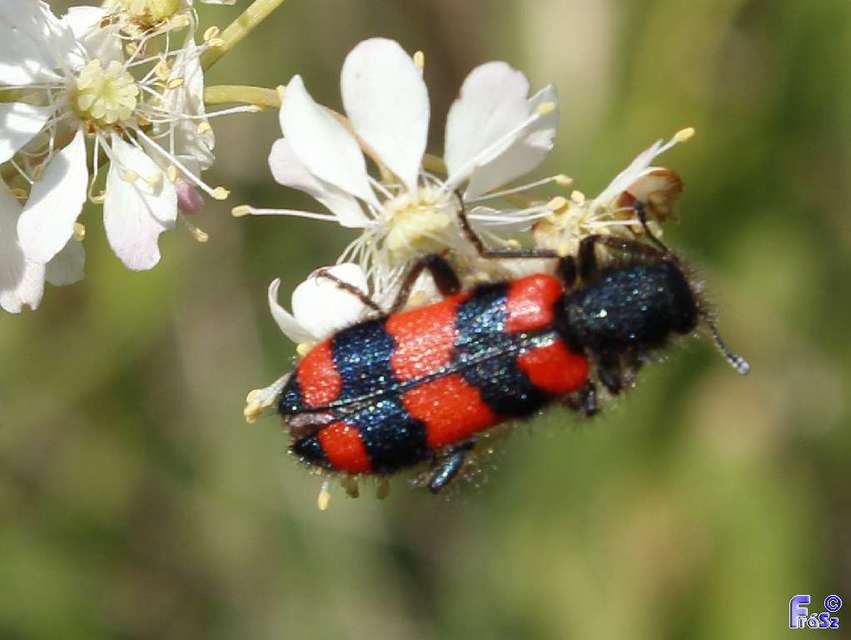 Trichodes favarius - hatfoltos méhészbogár