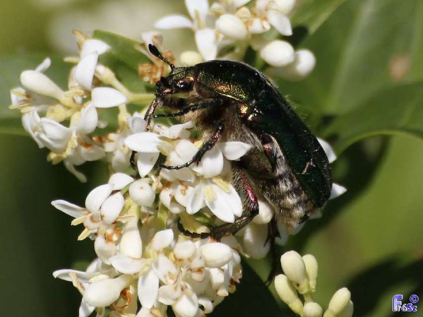 Cetonia aurata - aranyos virágbogár