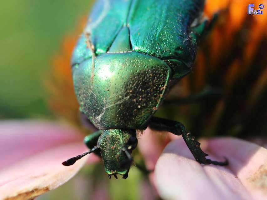 Cetonia aurata - aranyos virágbogár