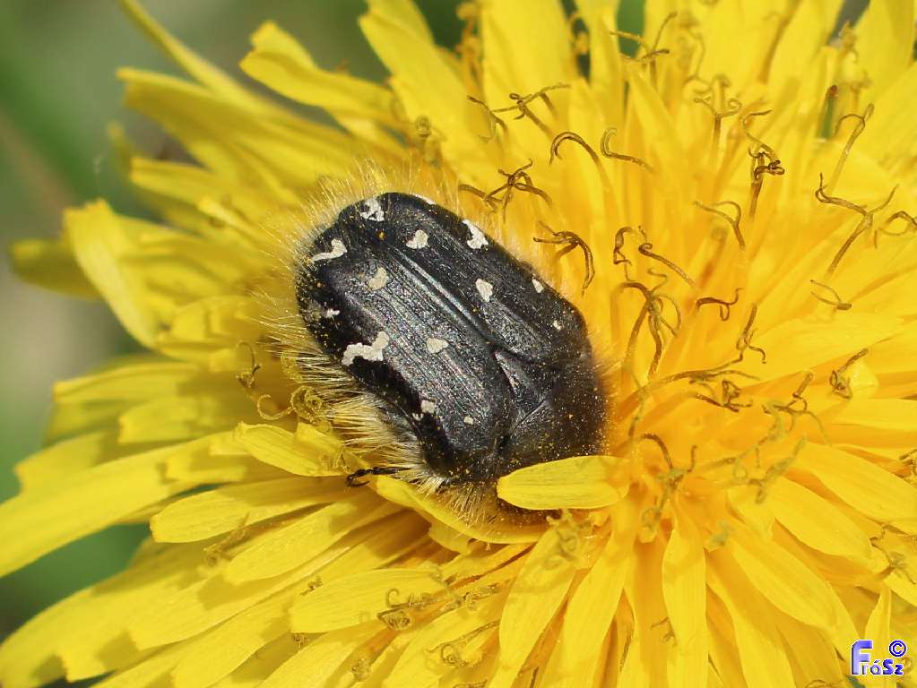 Tropinota hirta - bundás virágbogár