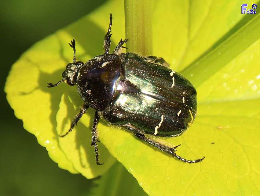 Cetonia aurata - aranyos virágbogár