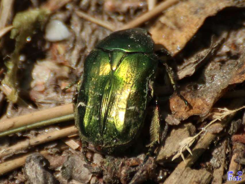 Cetonia aurata - aranyos virágbogár
