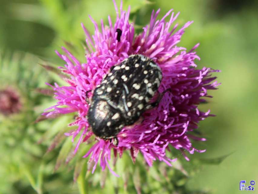 Oxythyrea funesta - sokpettyes virágbogár