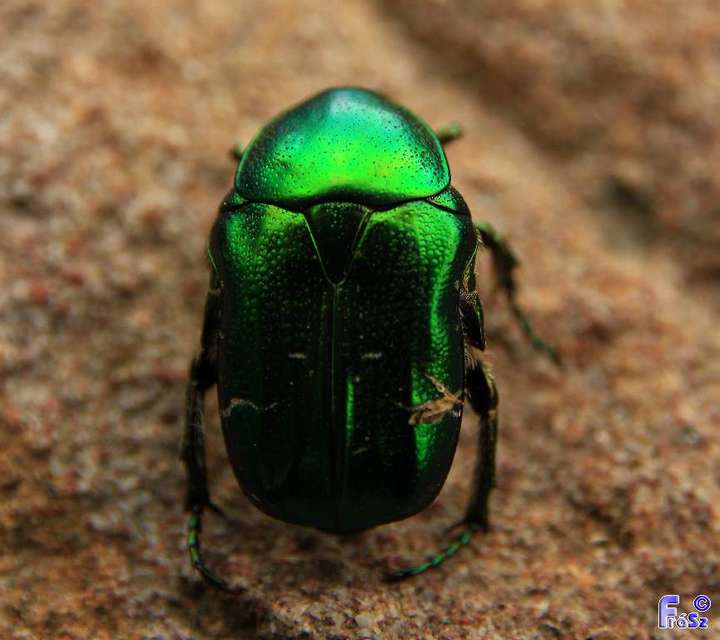 Cetonia aurata - aranyos virágbogár