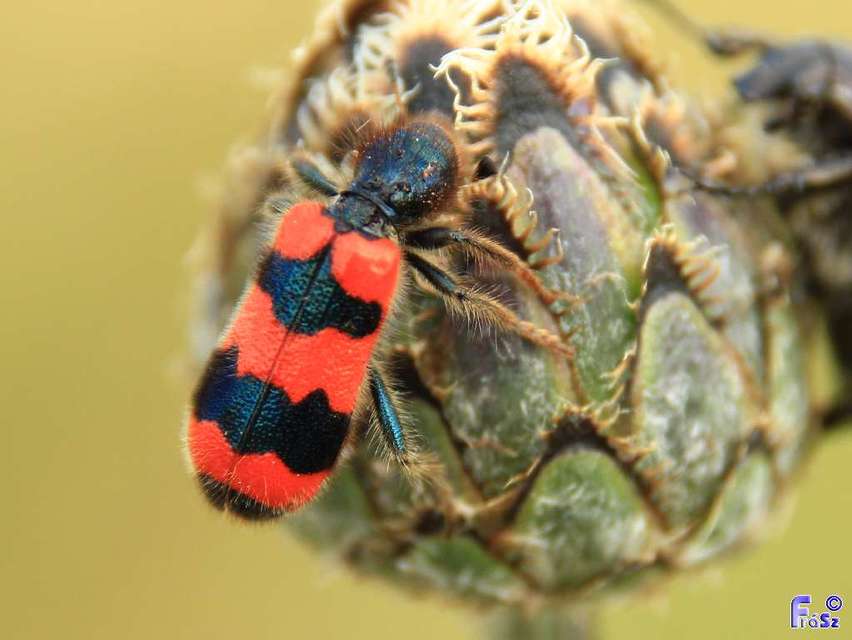 Trichodes apiarius - szalagos méhészbogár