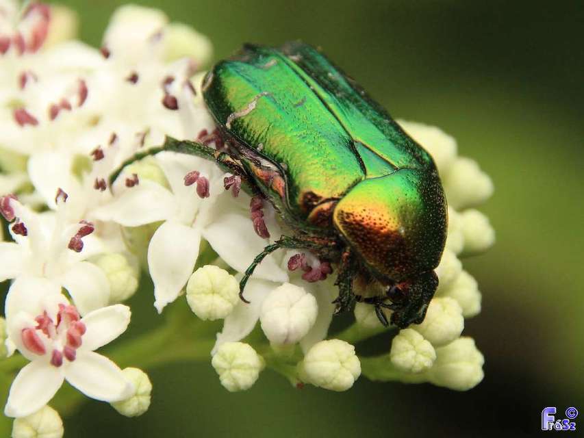 Cetonia aurata - aranyos virágbogár