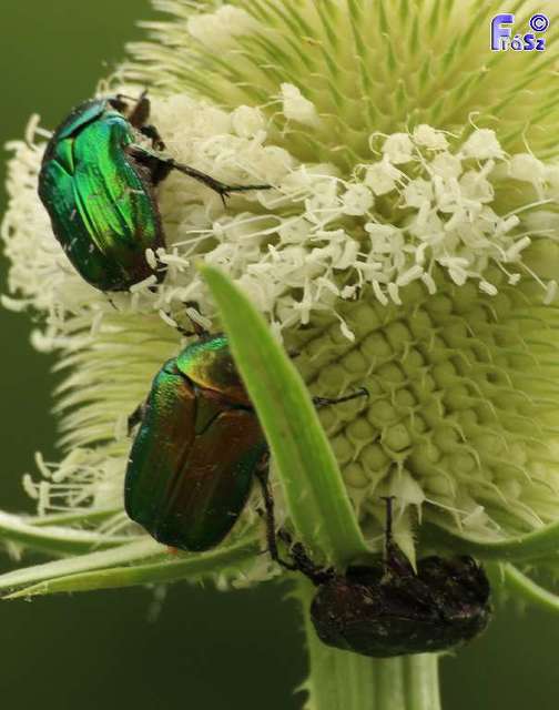 Cetonia aurata - aranyos virágbogár