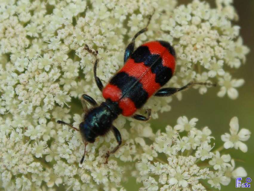 Trichodes apiarius - szalagos méhészbogár