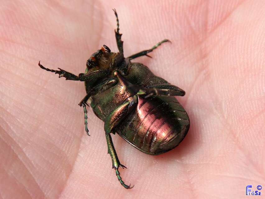 Cetonia aurata - aranyos virágbogár