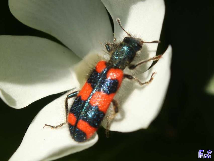 Trichodes favarius - hatfoltos méhészbogár