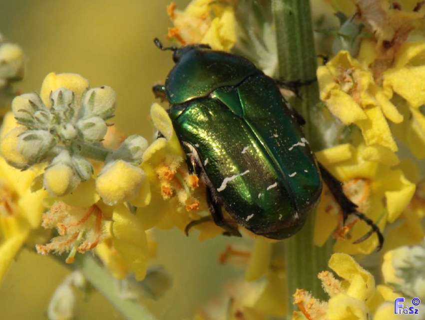Cetonia aurata - aranyos virágbogár