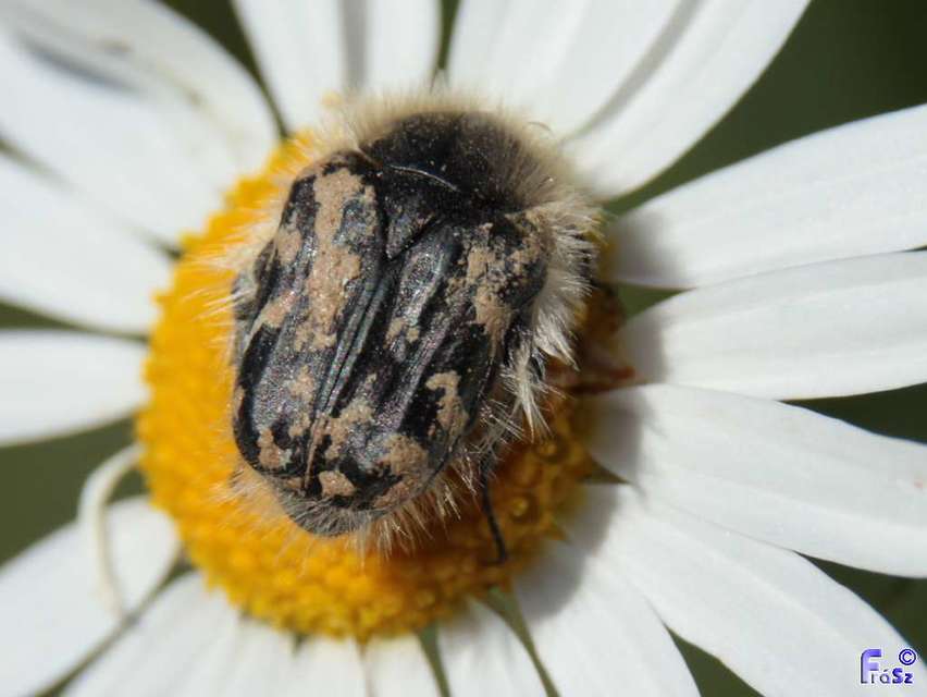 Tropinota hirta - bundás virágbogár