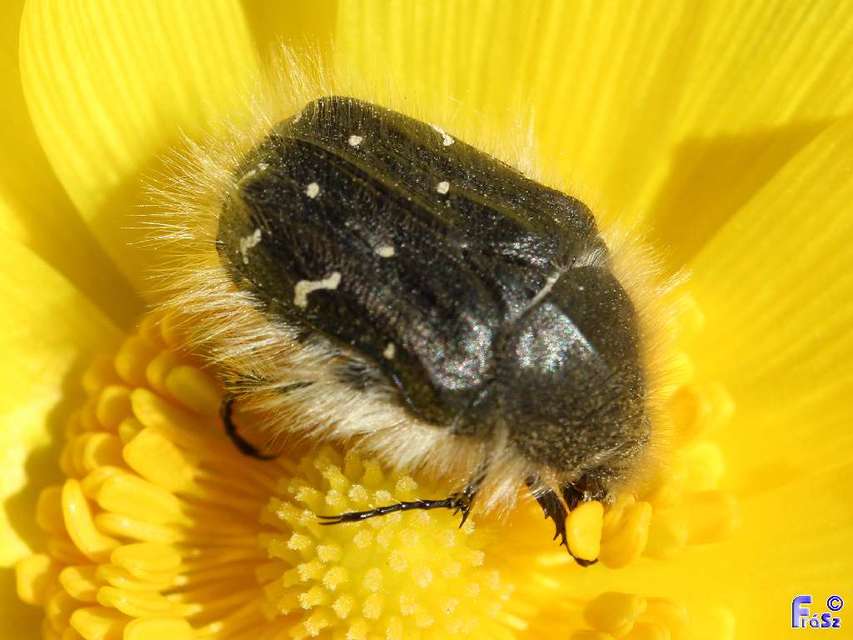 Tropinota hirta - bundás virágbogár