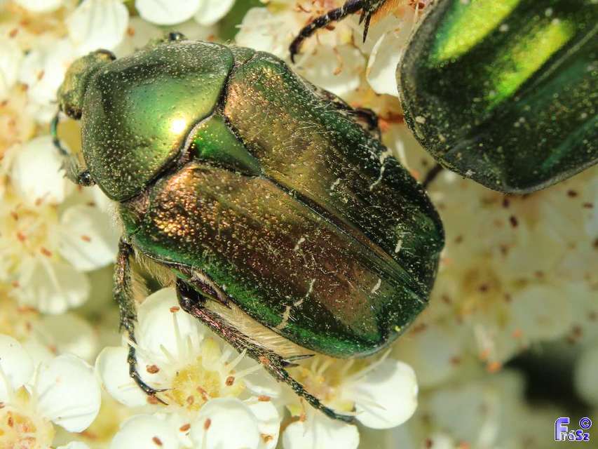 Cetonia aurata - aranyos virágbogár