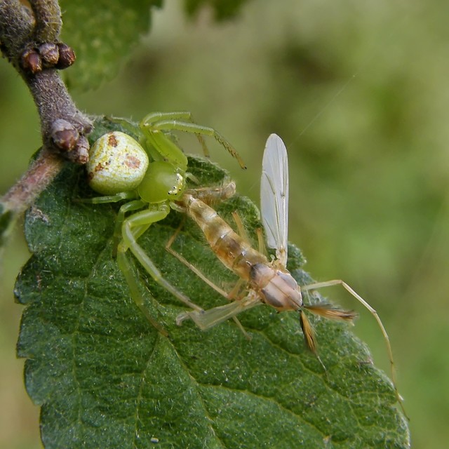 Ebrechtella tricuspidata - alakoskodó karolópók