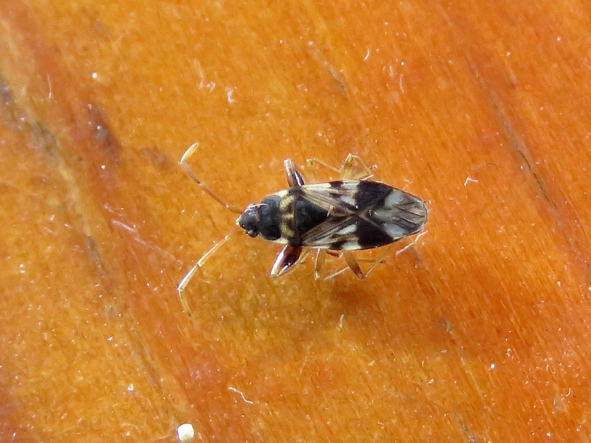 Scolopostethus pictus