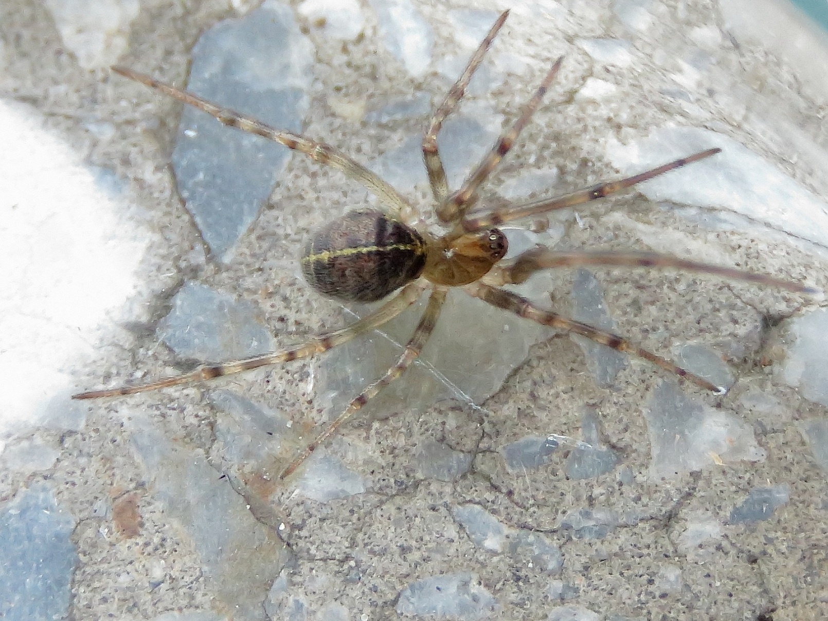 Steatoda castanea - gesztenyeszínű faggyúpók
