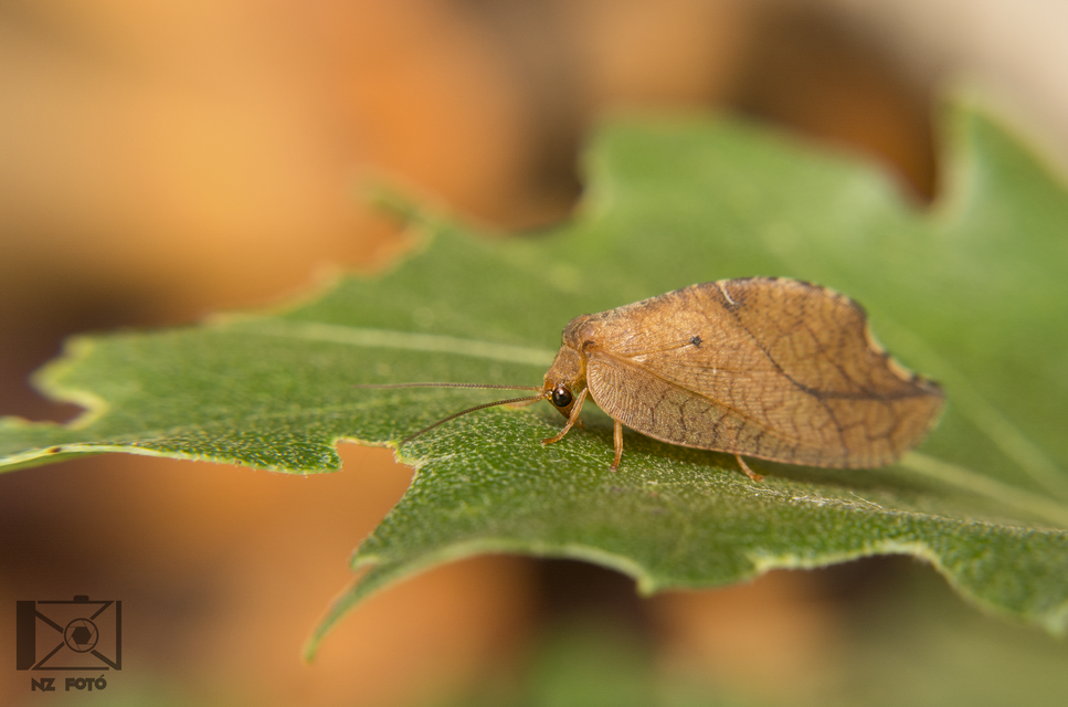Drepanepteryx phalaenoides Drepanepteryx phalaenoides