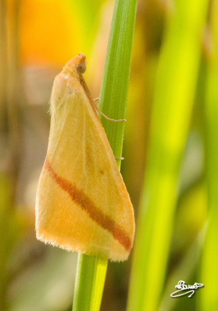 Rhodometra sacraria - rózsacsíkos araszoló
