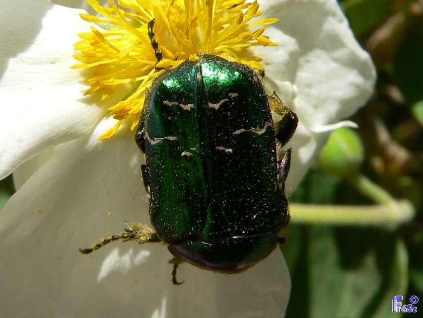 Cetonia aurata - aranyos virágbogár