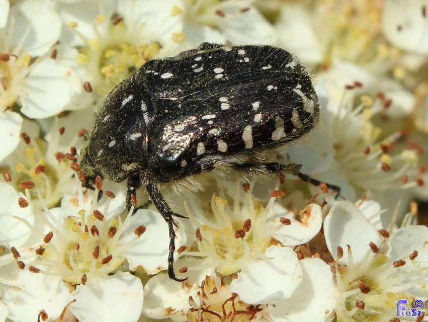 Oxythyrea funesta - sokpettyes virágbogár