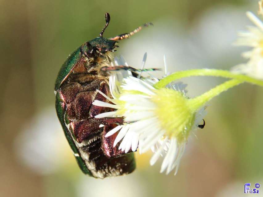Cetonia aurata - aranyos virágbogár