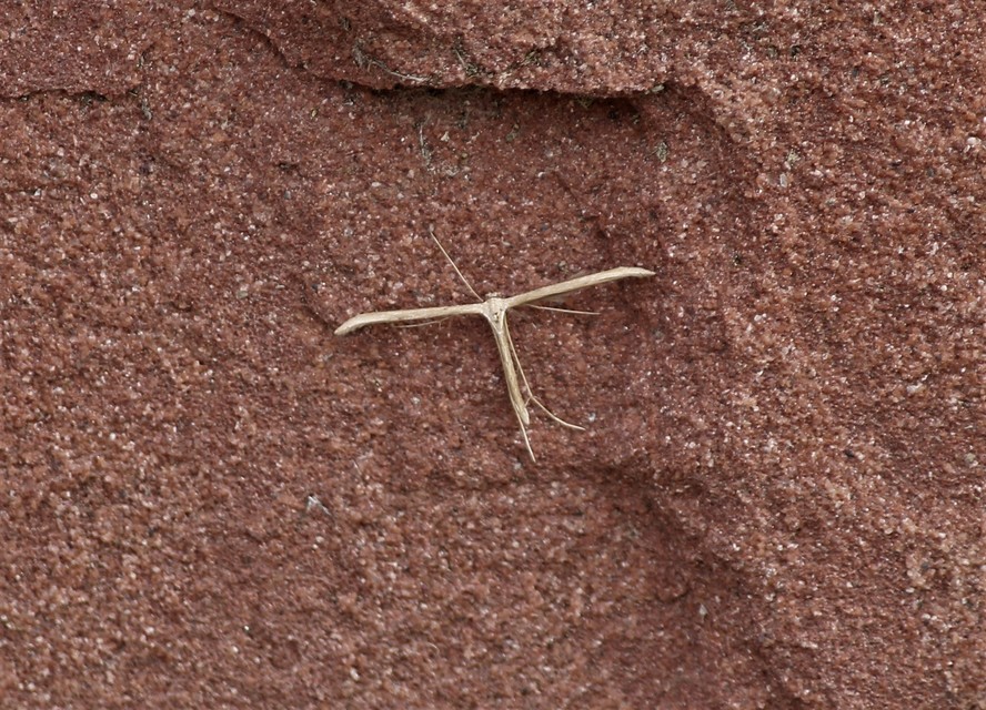 Emmelina monodactyla/argoteles