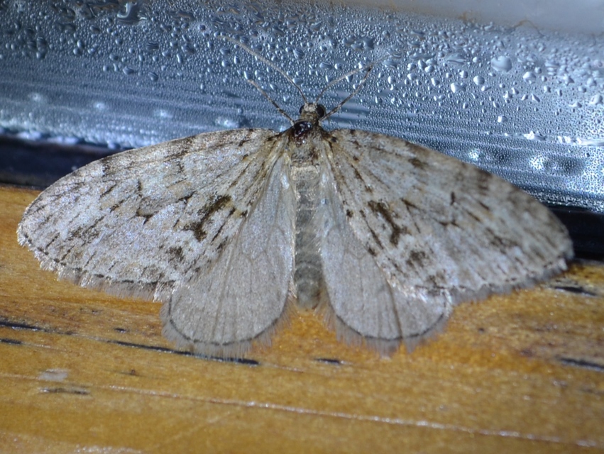Trichopteryx polycommata - kőrisfa-lebenyesaraszoló