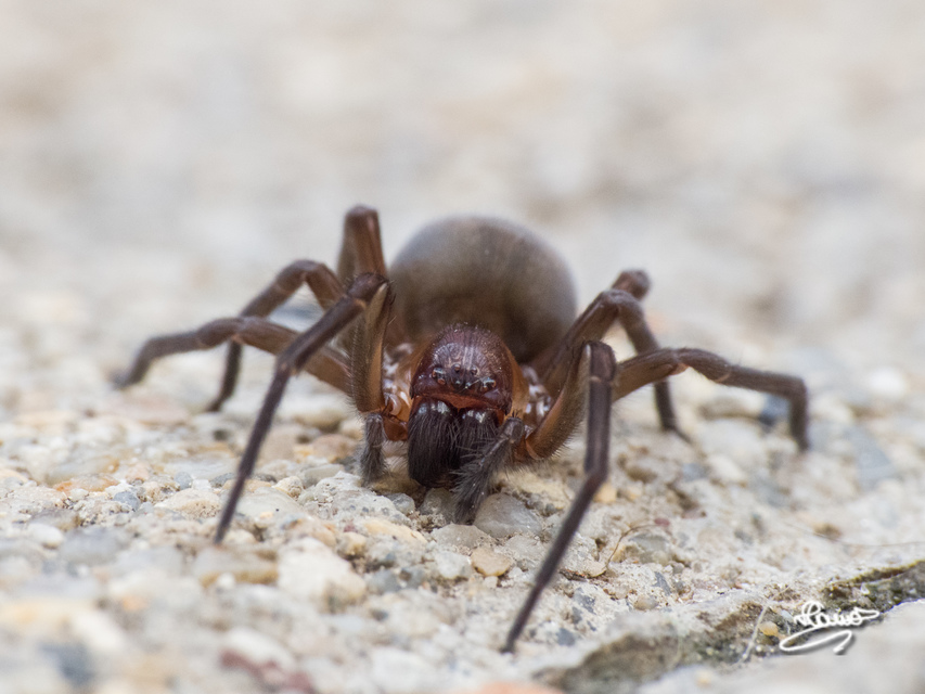 Amaurobius