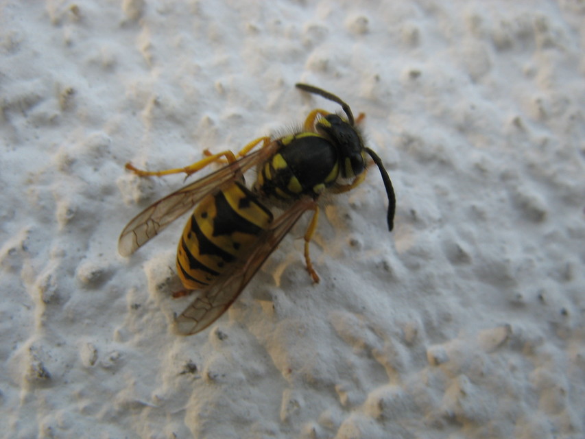Vespula germanica - német darázs