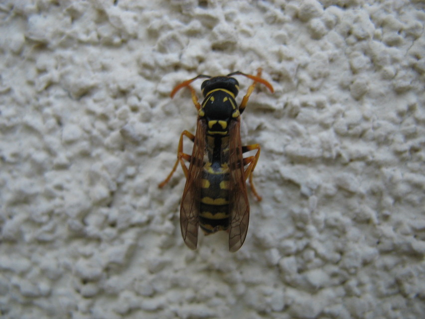 Polistes - papírdarazsak